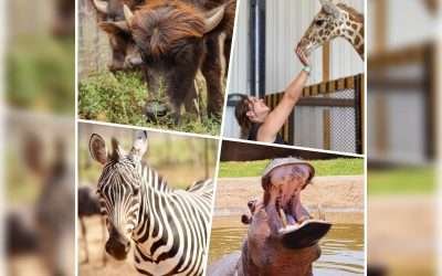Llegan impactantes animales a Pai-Pai, el Parque Ecoturístico de Baja California