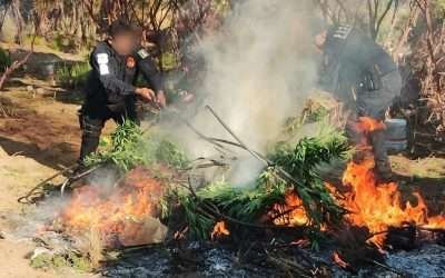 Destruye Fuerza Estatal plantío de marihuana en Tecate