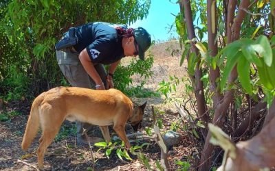 Localiza FGE restos óseos en operativo de búsqueda en San Quintín