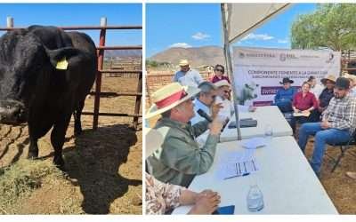 Entrega SADER sementales para mejorar genética de ganado bovino en Baja California