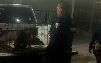 Rescatan policías a perros abandonados en casa de Valle Verde