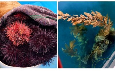 Impulsa SEPESCA acciones para sustentabilidad pesquera y acuícola