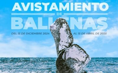 Inicia temporada de Avistamiento de la Ballena Gris en Ensenada