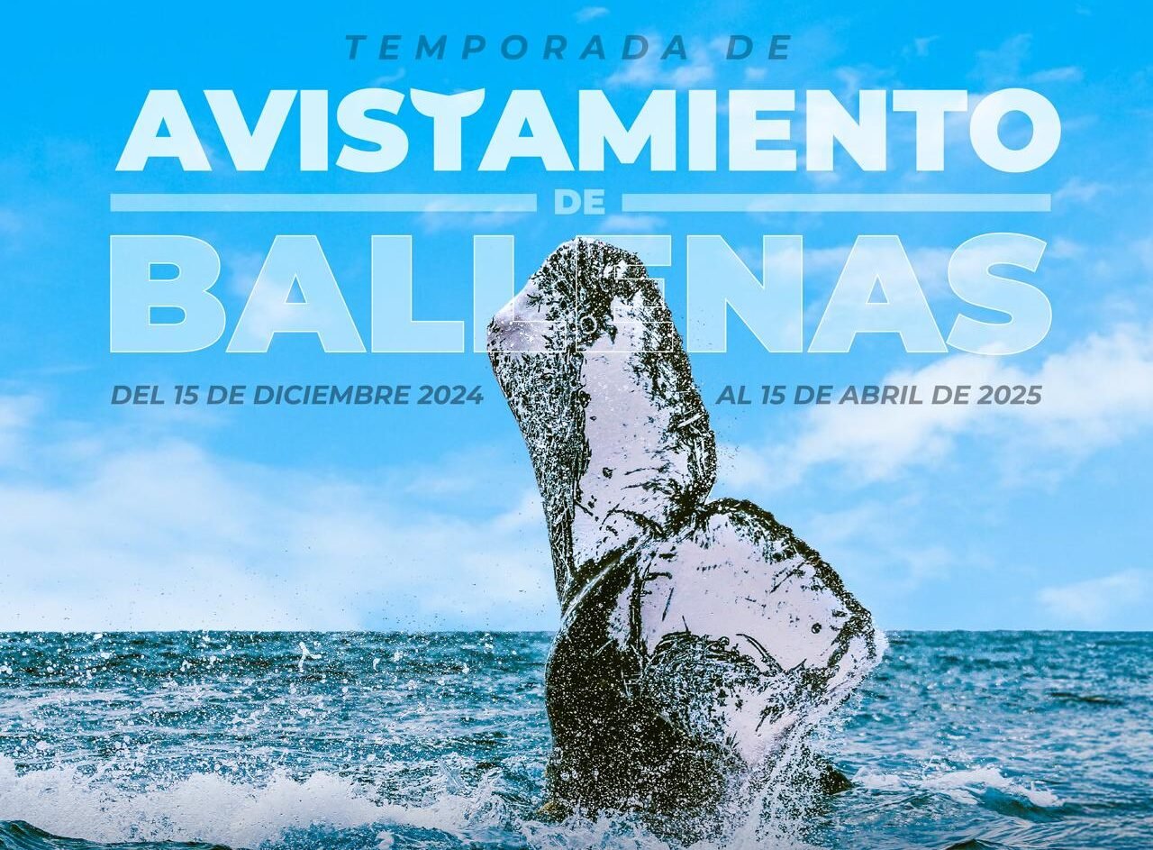 avistamiento de ballena gris