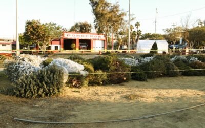 Invita Ayuntamiento de Tijuana a reciclar árboles navideños