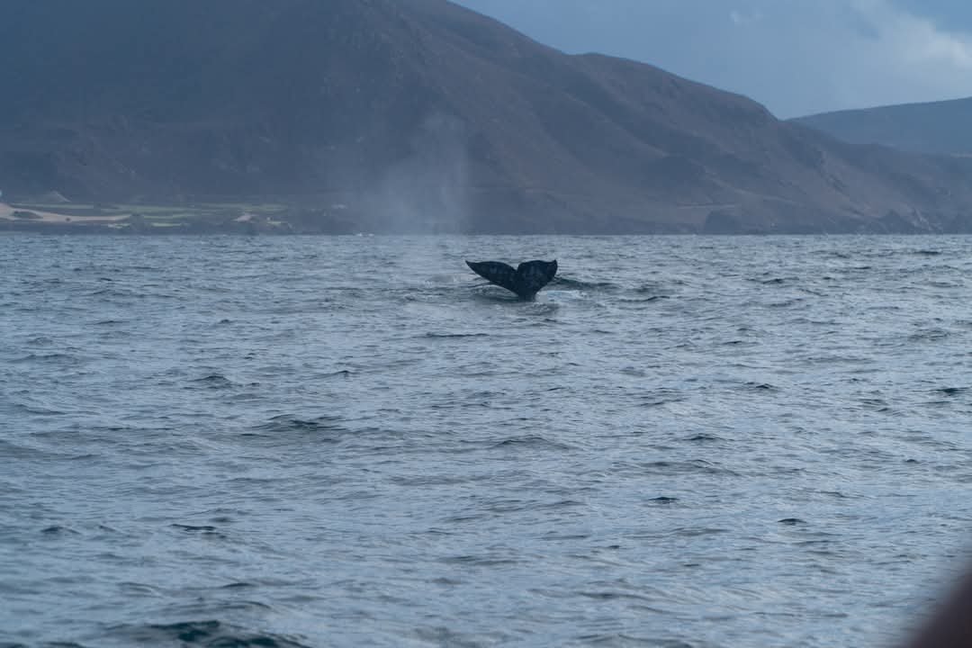 ballena gris