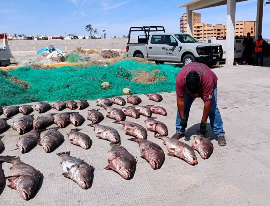 Redes enmalle totoaba 