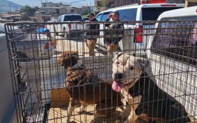 Rescata FGE a seis canes víctimas de maltrato y crueldad en Tijuana