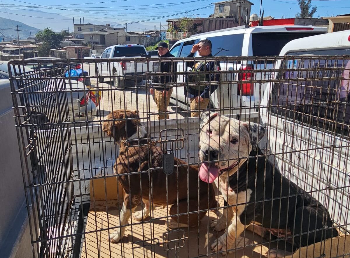 rescate de perros rescate de perros