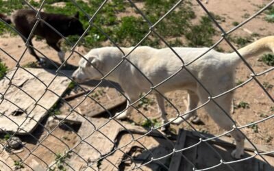Rescata FGE a dos caninos víctimas de maltrato animal