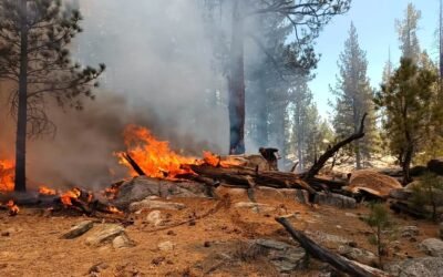 Incendio en San Pedro Mártir consume área de pinos
