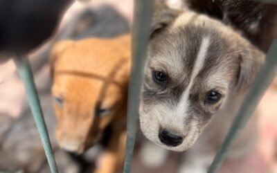 Alarmante abandono de 610 mascotas en 5 meses en Ensenada