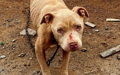 Tras cateo, rescata FGE a mascota víctima de maltrato en SQ