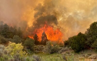 Intensifican Bomberos labores en incendio forestal Complejo Tecate 2