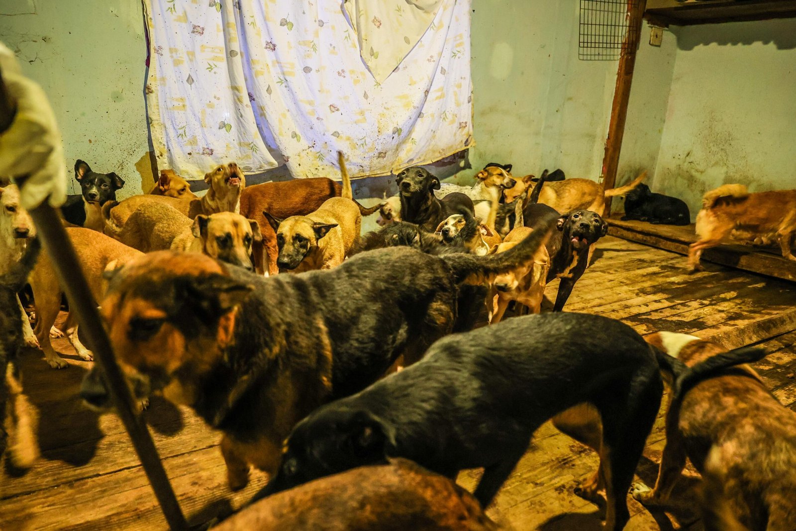 Cateo albergue Ellos Son la Razón Cateo albergue Ellos son la Razón