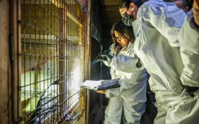 Localiza FGE animales muertos y enfermosen albergue «Ellos Son la Razón»