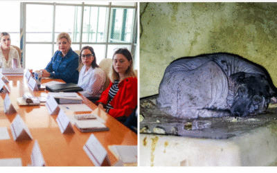 Coordina Gobierno de Marina del Pilar protegección a 300 perros rescatados en Ensenada