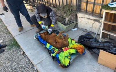 Garantizan Ayuntamiento y Estado atención a mascotas rescatadas de albergue