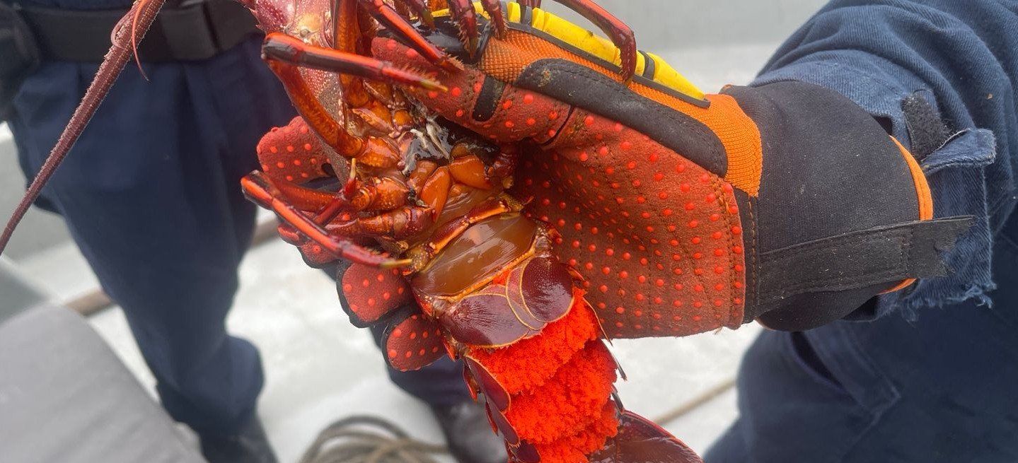 langostas aseguradas