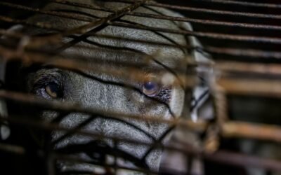 Exhorta Congreso de BC a autoridades reforzar acciones contra maltrato animal