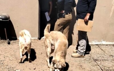 Rescató FGE a 5 mascotas tras cateo en Costa Azul