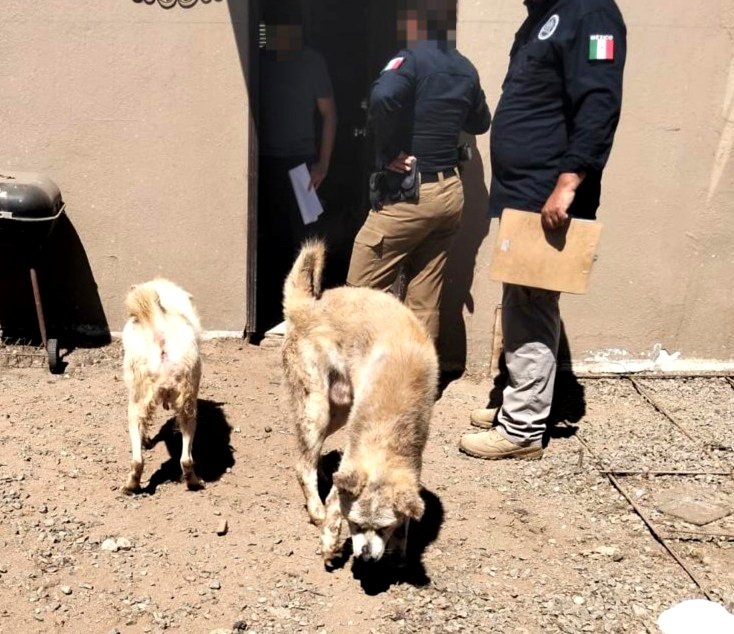 Rescate mascotas FGE