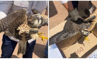 Rescatan halcón peregrino en San Quintín
