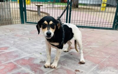 Lanzan padrón para protección animal en Ensenada