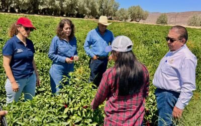 Refuerza SADER acciones para control de insecto ¨Picudo de Chile¨ en Valle de la Trinidad