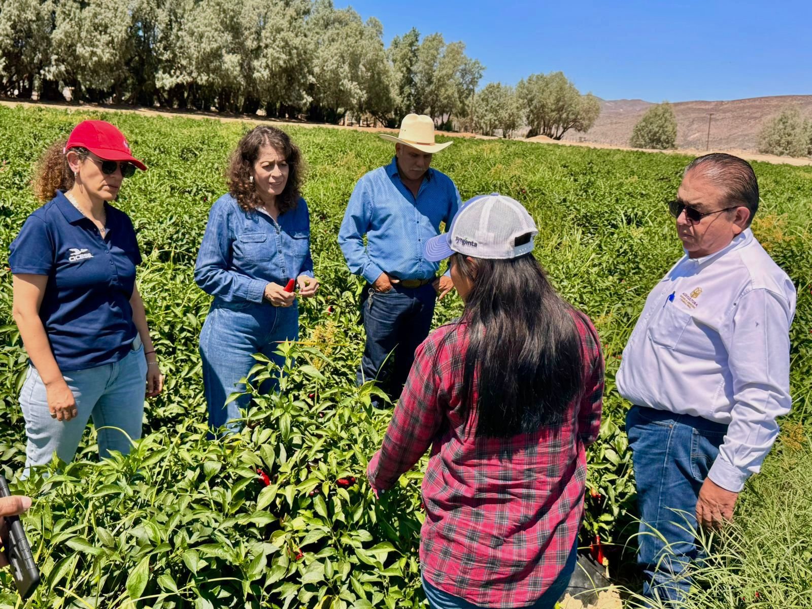 Insecto Picudo de Chile