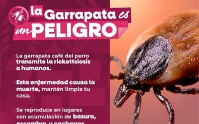 Fallecieron 31 personas por rickettsia en BC