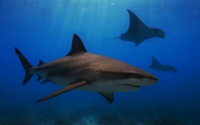 Realizarán XI Simposio Nacional de Tiburones y Rayas