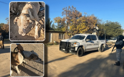 Tras cateo, rescató FGE a dos mascotas víctimas de maltrato y crueldad animal