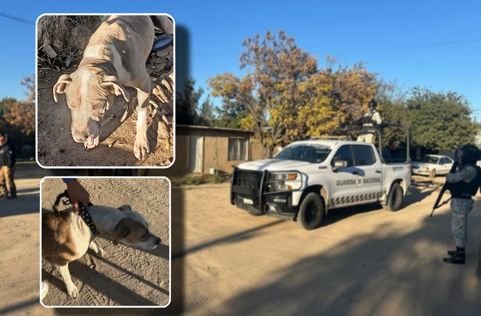 Cateo maltrato animal