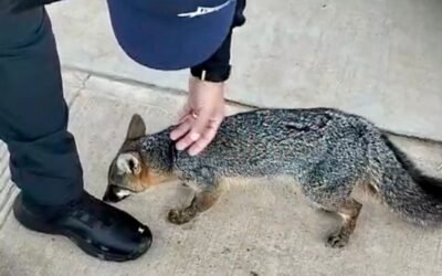 Rescataron Policías Municipales a zorro gris herido