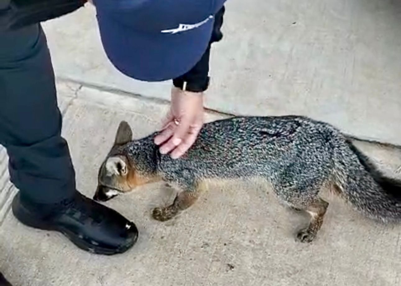 rescató Policía Municipal a zorro gris