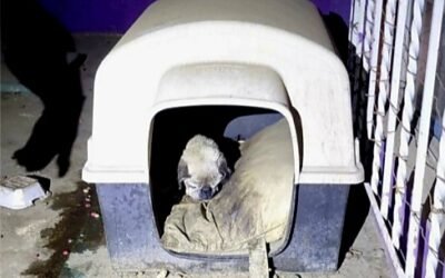 Tras cateo, asegura FGE a mascota víctima de maltrato animal