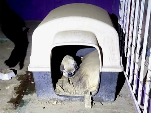 Asegura FGE mascota víctima maltrato