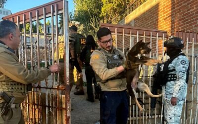 Rescata FGE a tres caninos durante cateo por maltrato y crueldad animal en Tecate