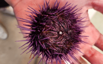 Diseñan innovadora dieta para erizo morado basada en probióticos