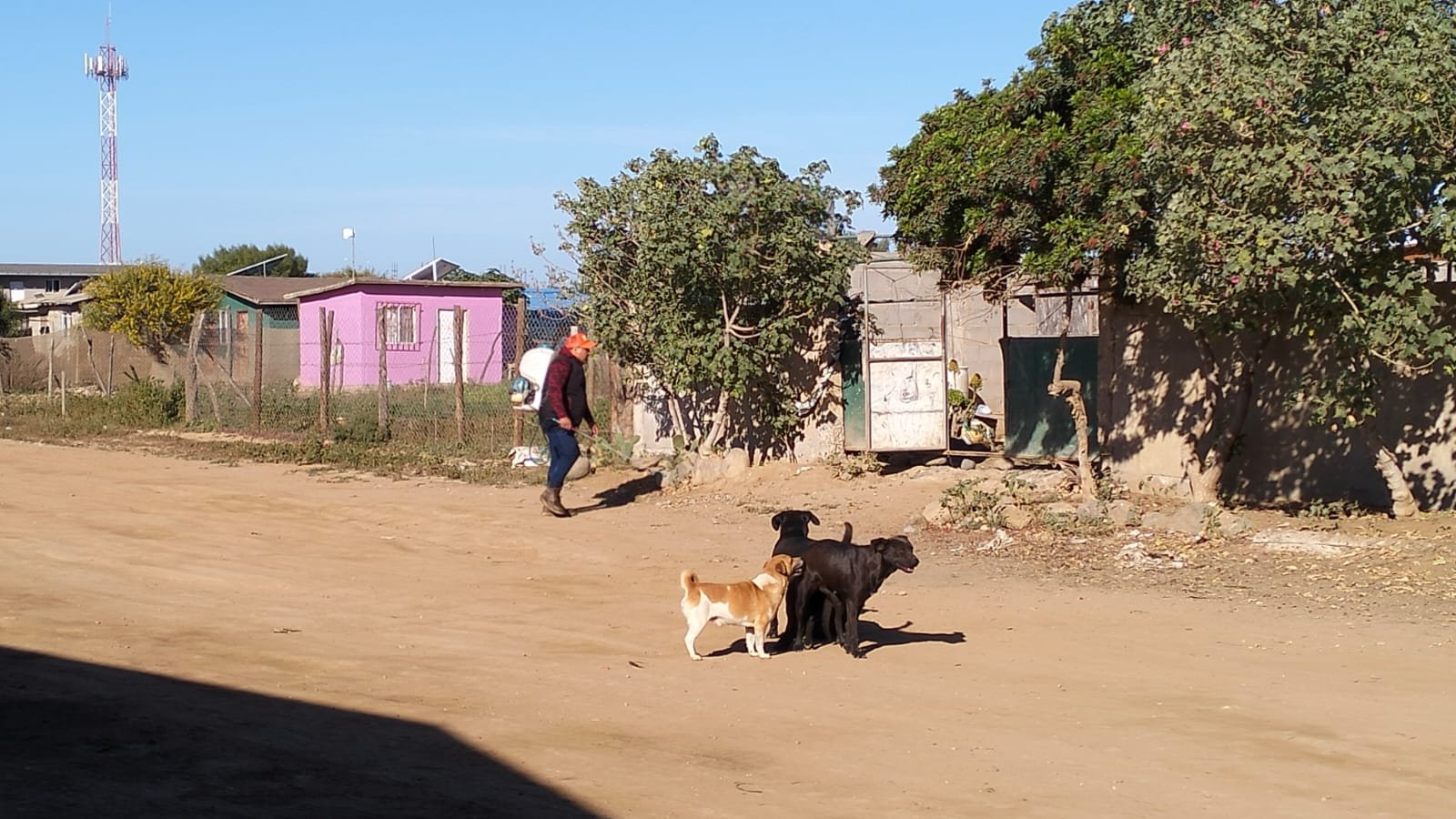 fumigación San Quintín