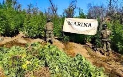 Destruye SEMAR 9 sembradíos de marihuana en sierra de San Pedro Mártir
