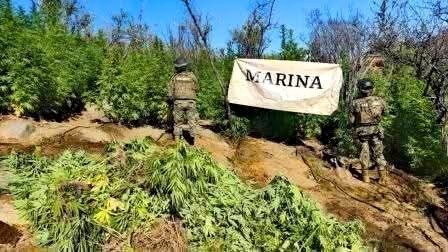 Destruye SEMAR sembradíos 