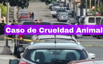 Localizan gato muerto, clavado en poste del Fracc: Costa Bella