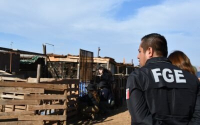 Rescatan a pony víctima de maltrato animal en Ensenada