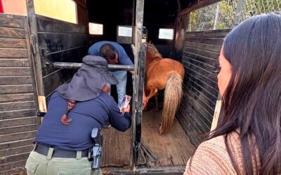 Brinda Secretaría de Medio Ambiente, protección a pony rescatado