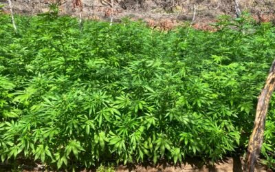 Destruye Marina más de 291 mil plantas de marihuana en Tijuana