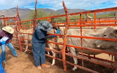 Inició SADER BC barrido sanitario contra la tuberculosis bovina