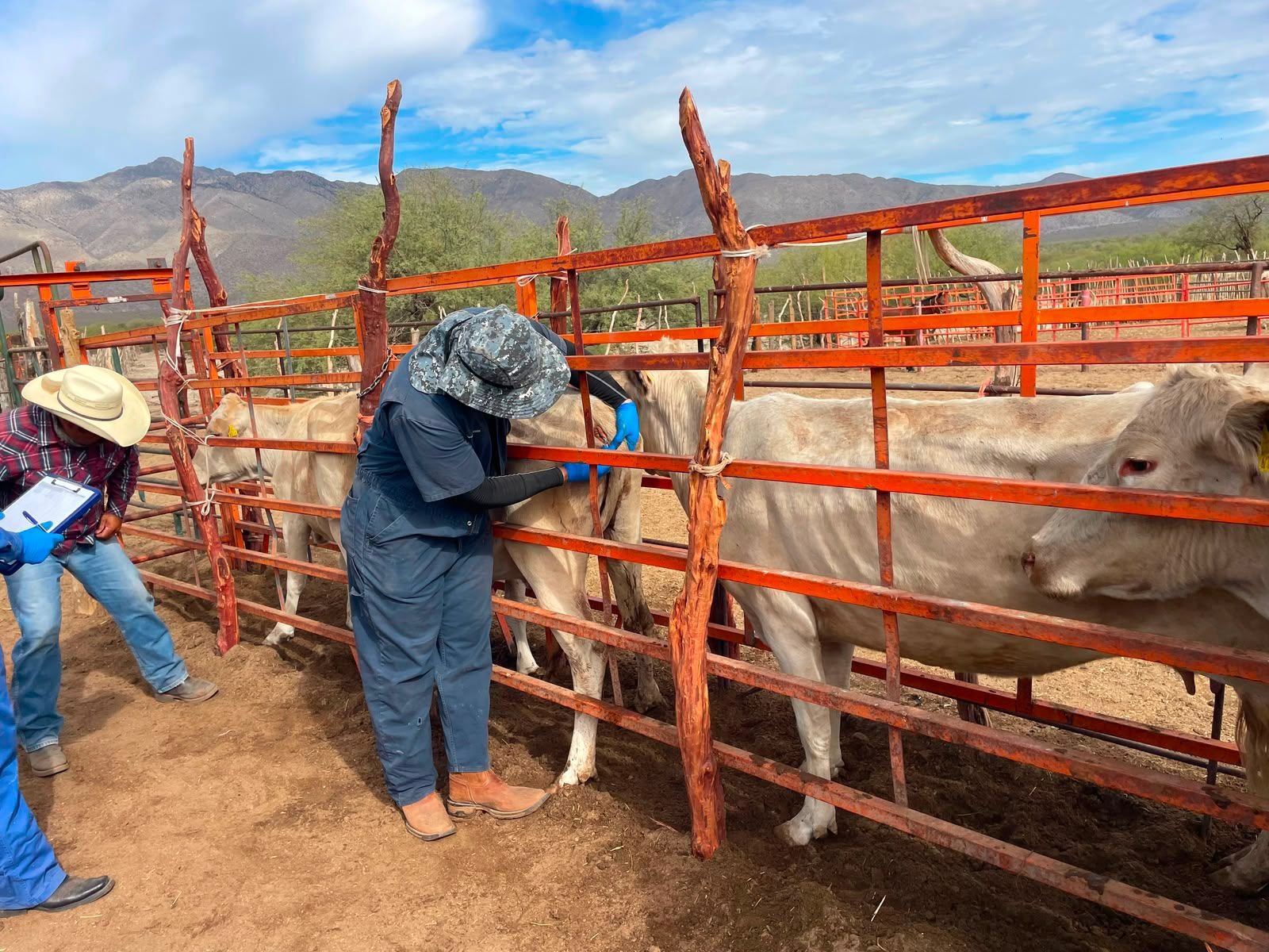 barrido sanitario vacas