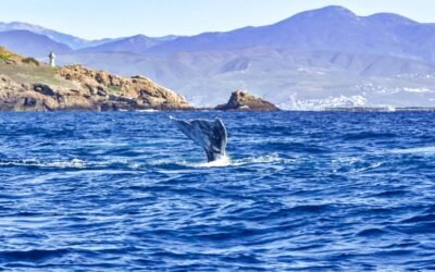 Consolida Ensenada su vocación como destino turístico en ciencia y conservación de la naturaleza
